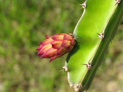 Bild für csm_DEGA_Gartenbau-2015-Artikel_Beregnungsprojekt_Kambodscha-Foto_6_a62d52b064